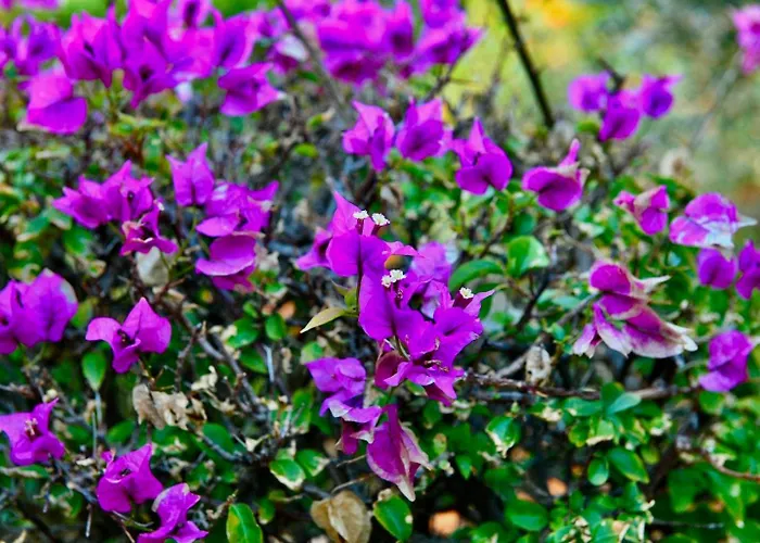 Azzurromare - Cornino كوستوناتشي