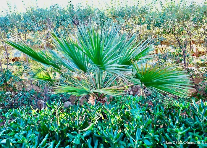 Azzurromare - Cornino *