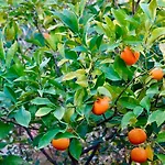 Сasa de vacaciones Azzurromare - Cornino
