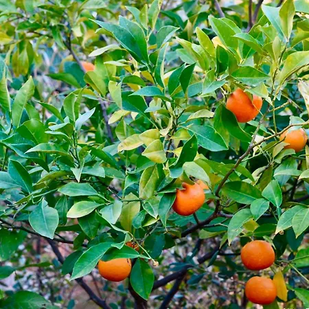 Semesterbostad Azzurromare - Cornino